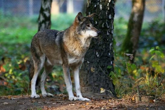 Europäischer Wolf Wildpark Alte Fasanerie Klein Auheim 2015