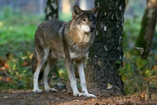 Europäischer Wolf Wildpark Alte Fasanerie Klein Auheim 2015