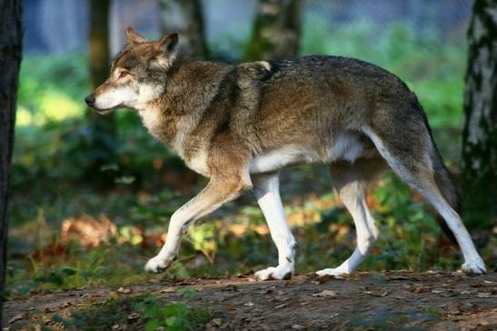 Europäischer Wolf Wildpark Alte Fasanerie Klein Auheim 2015