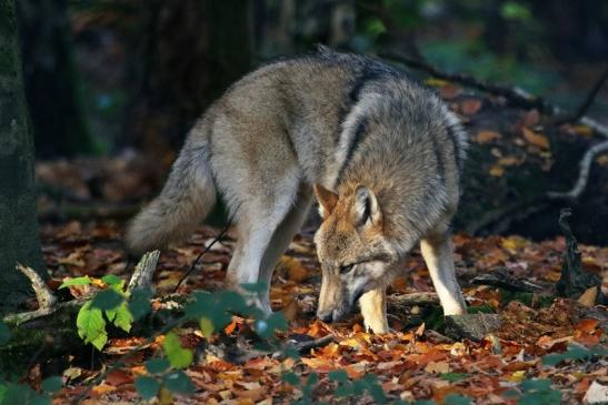 Europäischer Wolf Wildpark Alte Fasanerie Klein Auheim 2015