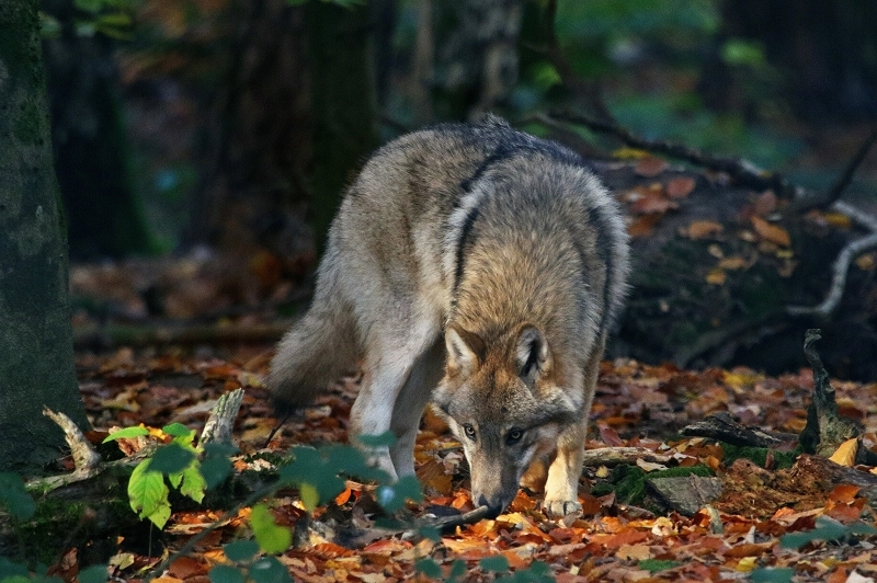 Europäischer Wolf Wildpark Alte Fasanerie Klein Auheim 2015