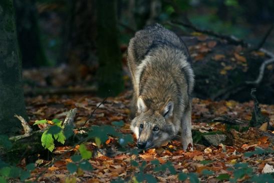 Europäischer Wolf Wildpark Alte Fasanerie Klein Auheim 2015