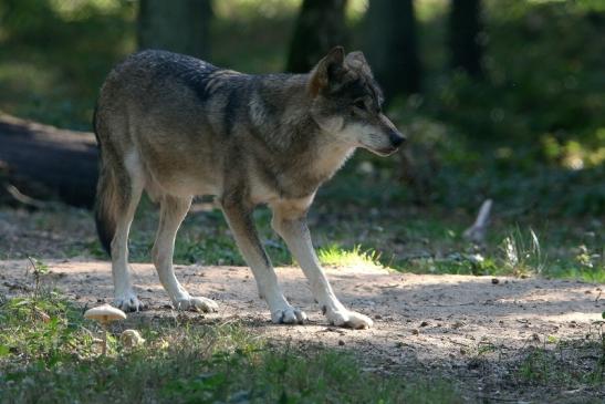 Europäischer Wolf Wildpark Alte Fasanerie Klein Auheim 2015