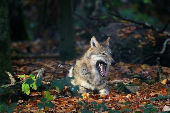 Europäischer Wolf Wildpark Alte Fasanerie Klein Auheim 2015