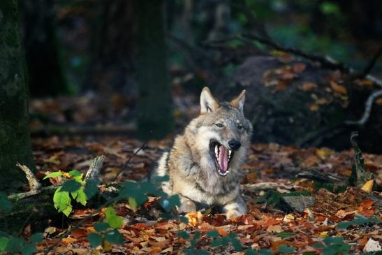 Europäischer Wolf Wildpark Alte Fasanerie Klein Auheim 2015