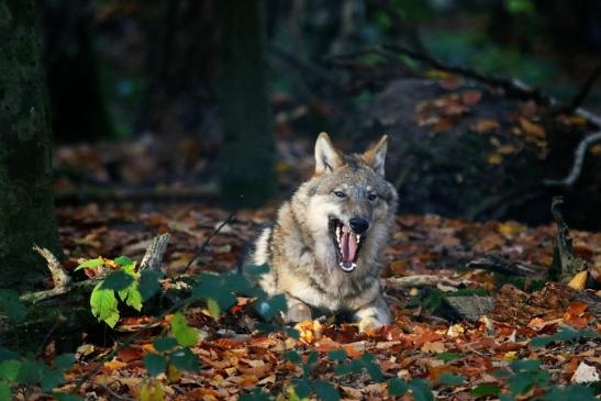 Europäischer Wolf Wildpark Alte Fasanerie Klein Auheim 2015