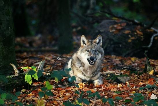 Europäischer Wolf Wildpark Alte Fasanerie Klein Auheim 2015