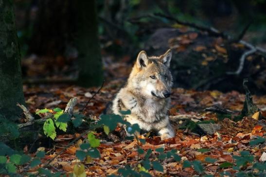 Europäischer Wolf Wildpark Alte Fasanerie Klein Auheim 2015