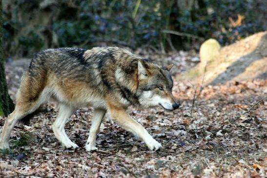 Europäischer Wolf Wildpark Alte Fasanerie Klein Auheim 2015