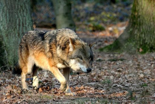 Europäischer Wolf Wildpark Alte Fasanerie Klein Auheim 2015