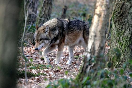 Europäischer Wolf Wildpark Alte Fasanerie Klein Auheim 2015