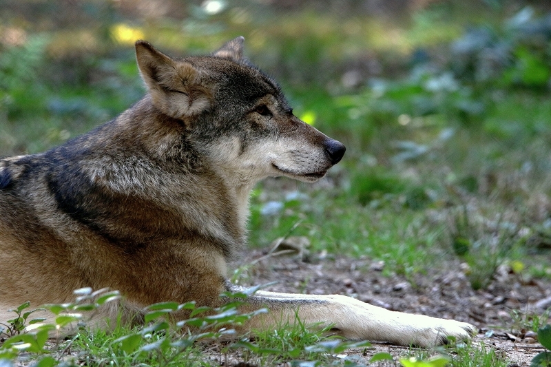 Europäischer Wolf Wildpark Alte Fasanerie Klein Auheim 2015