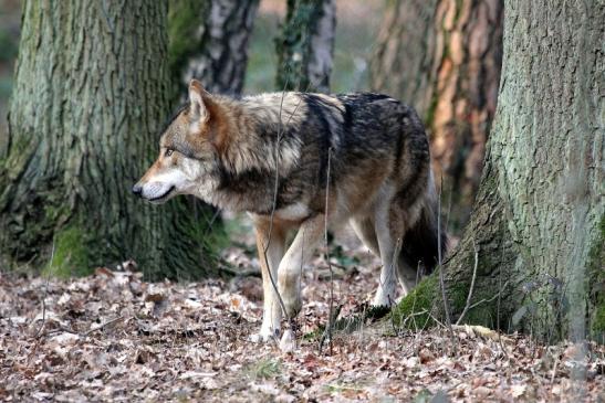 Europäischer Wolf Wildpark Alte Fasanerie Klein Auheim 2015