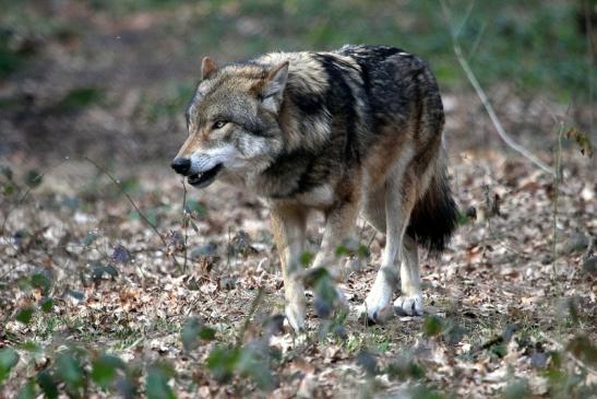 Europäischer Wolf Wildpark Alte Fasanerie Klein Auheim 2015