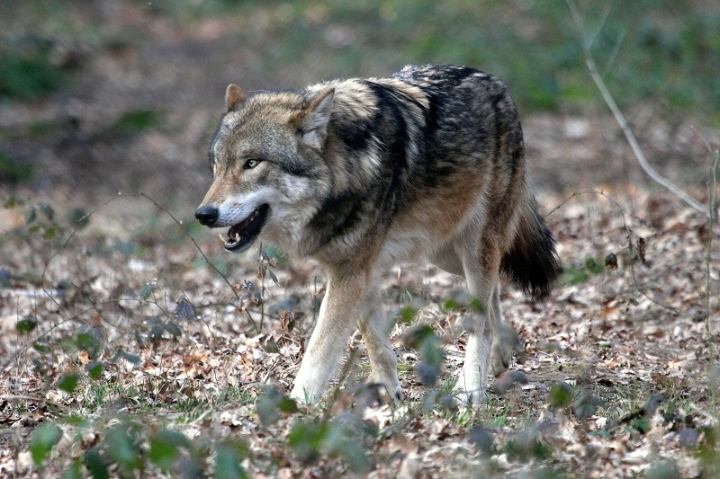 Europäischer Wolf Wildpark Alte Fasanerie Klein Auheim 2015