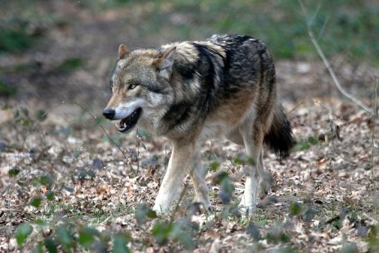 Europäischer Wolf Wildpark Alte Fasanerie Klein Auheim 2015