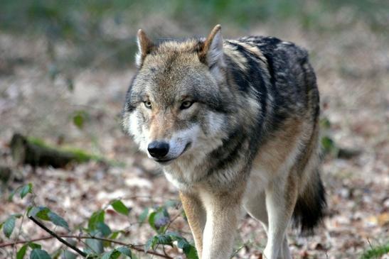 Europäischer Wolf Wildpark Alte Fasanerie Klein Auheim 2015