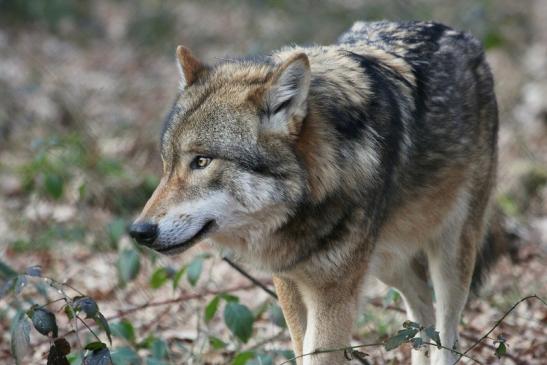 Europäischer Wolf Wildpark Alte Fasanerie Klein Auheim 2015