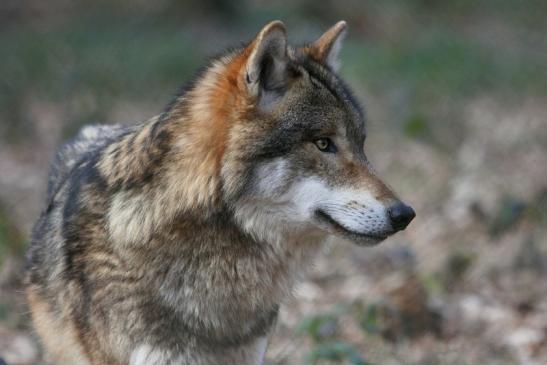 Europäischer Wolf Wildpark Alte Fasanerie Klein Auheim 2015