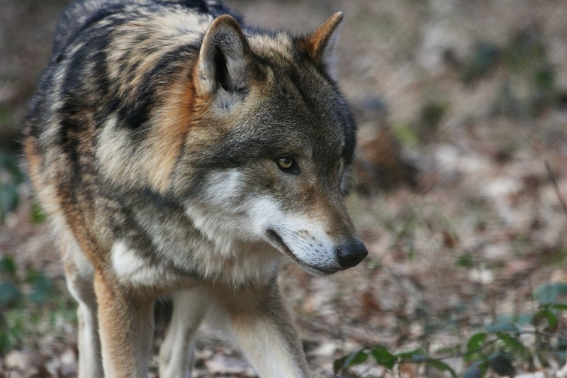 Europäischer Wolf Wildpark Alte Fasanerie Klein Auheim 2015