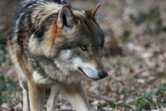 Europäischer Wolf Wildpark Alte Fasanerie Klein Auheim 2015