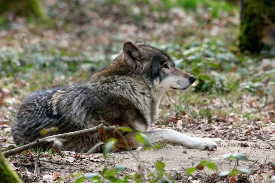 Europäischer Wolf Wildpark Alte Fasanerie Klein Auheim 2015