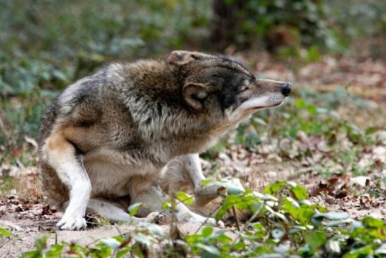 Europäischer Wolf Wildpark Alte Fasanerie Klein Auheim 2015