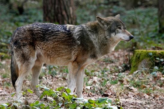 Europäischer Wolf Wildpark Alte Fasanerie Klein Auheim 2015