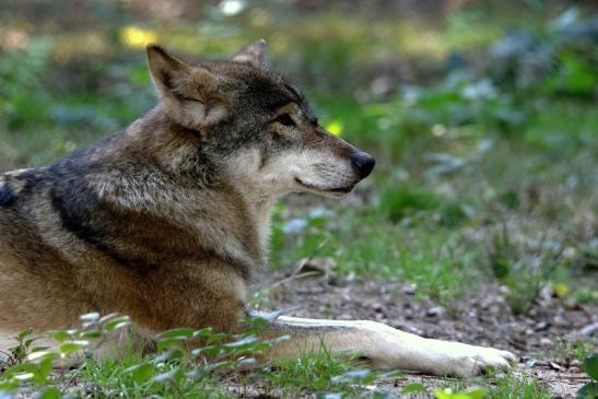 Europäischer Wolf Wildpark Alte Fasanerie Klein Auheim 2015