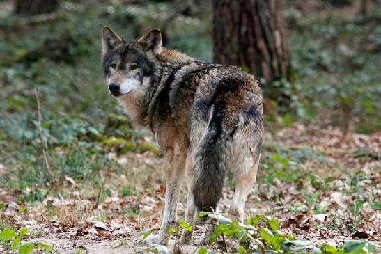 Europäischer Wolf Wildpark Alte Fasanerie Klein Auheim 2015