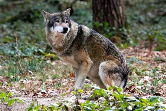 Europäischer Wolf Wildpark Alte Fasanerie Klein Auheim 2015