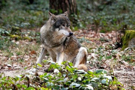 Europäischer Wolf Wildpark Alte Fasanerie Klein Auheim 2015