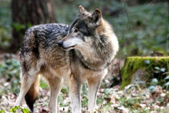 Europäischer Wolf Wildpark Alte Fasanerie Klein Auheim 2015