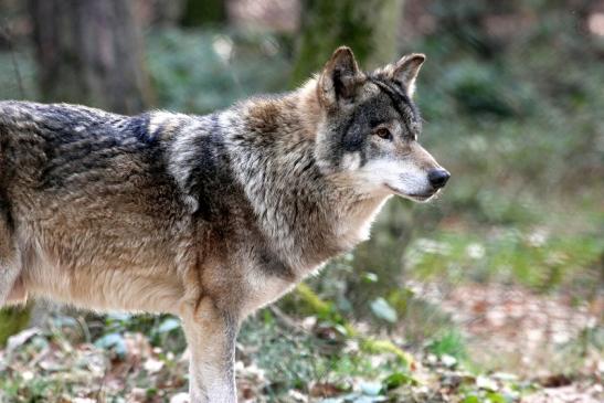 Europäischer Wolf Wildpark Alte Fasanerie Klein Auheim 2015