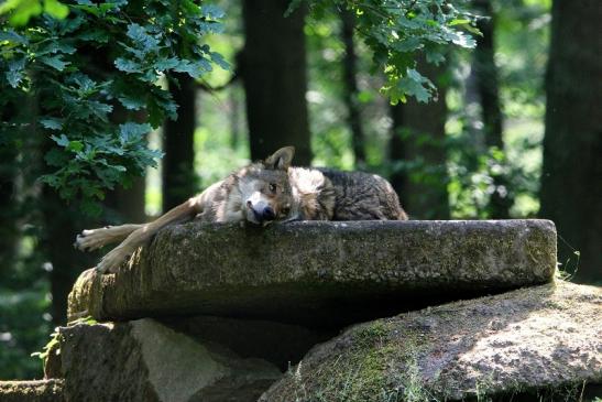 Europäischer Wolf Wildpark Alte Fasanerie Klein Auheim 2015