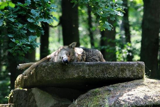 Europäischer Wolf Wildpark Alte Fasanerie Klein Auheim 2015