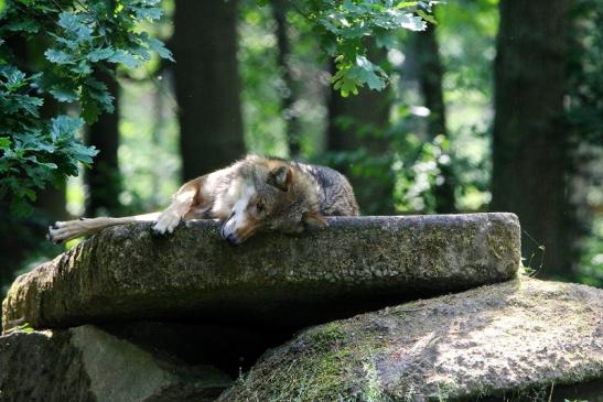 Europäischer Wolf Wildpark Alte Fasanerie Klein Auheim 2015