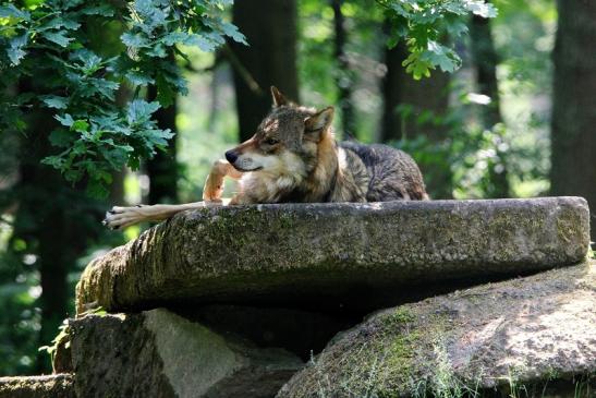 Europäischer Wolf Wildpark Alte Fasanerie Klein Auheim 2015