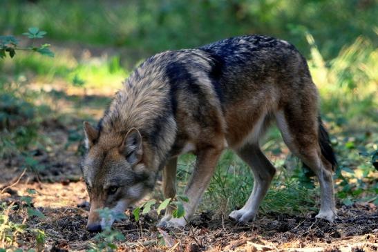 Europäischer Wolf Wildpark Alte Fasanerie Klein Auheim 2015