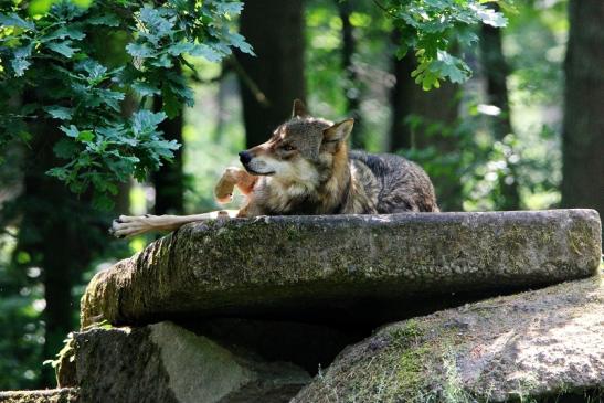 Europäischer Wolf Wildpark Alte Fasanerie Klein Auheim 2015