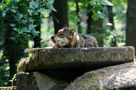 Europäischer Wolf Wildpark Alte Fasanerie Klein Auheim 2015