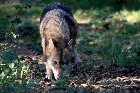 Europäischer Wolf Wildpark Alte Fasanerie Klein Auheim 2015