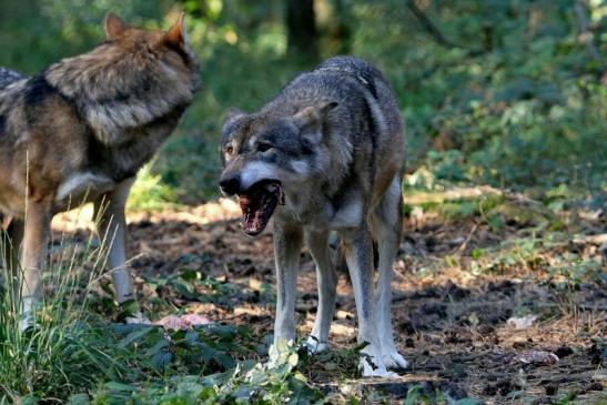 Europäischer Wolf Wildpark Alte Fasanerie Klein Auheim 2015