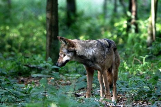 Europäischer Wolf Wildpark Alte Fasanerie Klein Auheim 2016