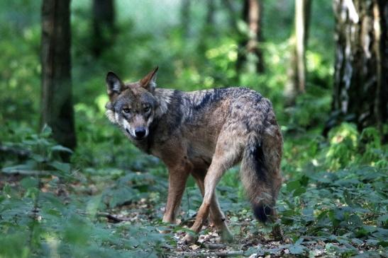 Europäischer Wolf Wildpark Alte Fasanerie Klein Auheim 2016