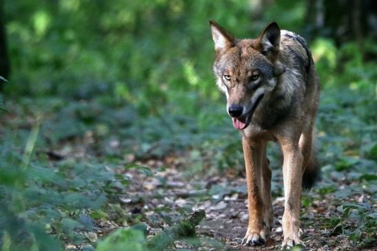 Europäischer Wolf Wildpark Alte Fasanerie Klein Auheim 2016