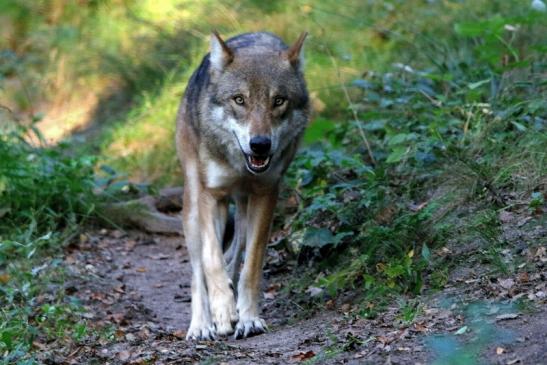 Europäischer Wolf Wildpark Alte Fasanerie Klein Auheim 2016