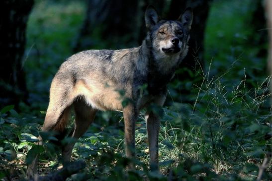 Europäischer Wolf Wildpark Alte Fasanerie Klein Auheim 2016