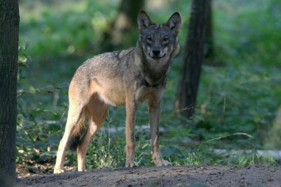 Europäischer Wolf Wildpark Alte Fasanerie Klein Auheim 2016