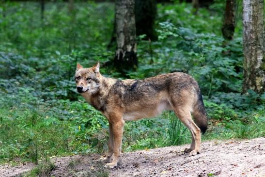 Europäischer Wolf Wildpark Alte Fasanerie Klein Auheim 2017